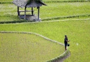 水稻什么时候播种