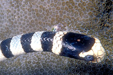 卵胎生有哪些动物