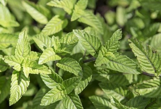 仙草、爱玉到底是什么啊