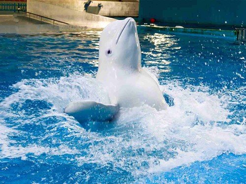 烟台的旅游景点哪里好玩