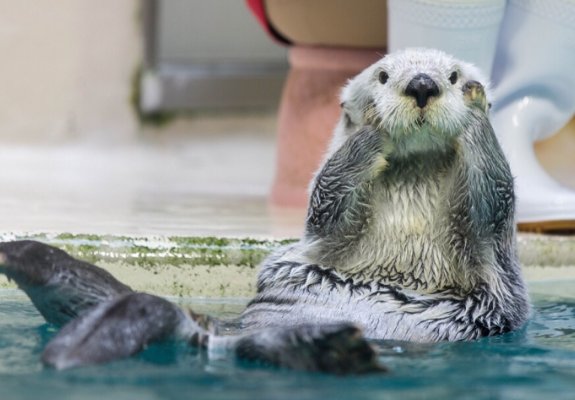 海獭怎么读 和水獭的区别