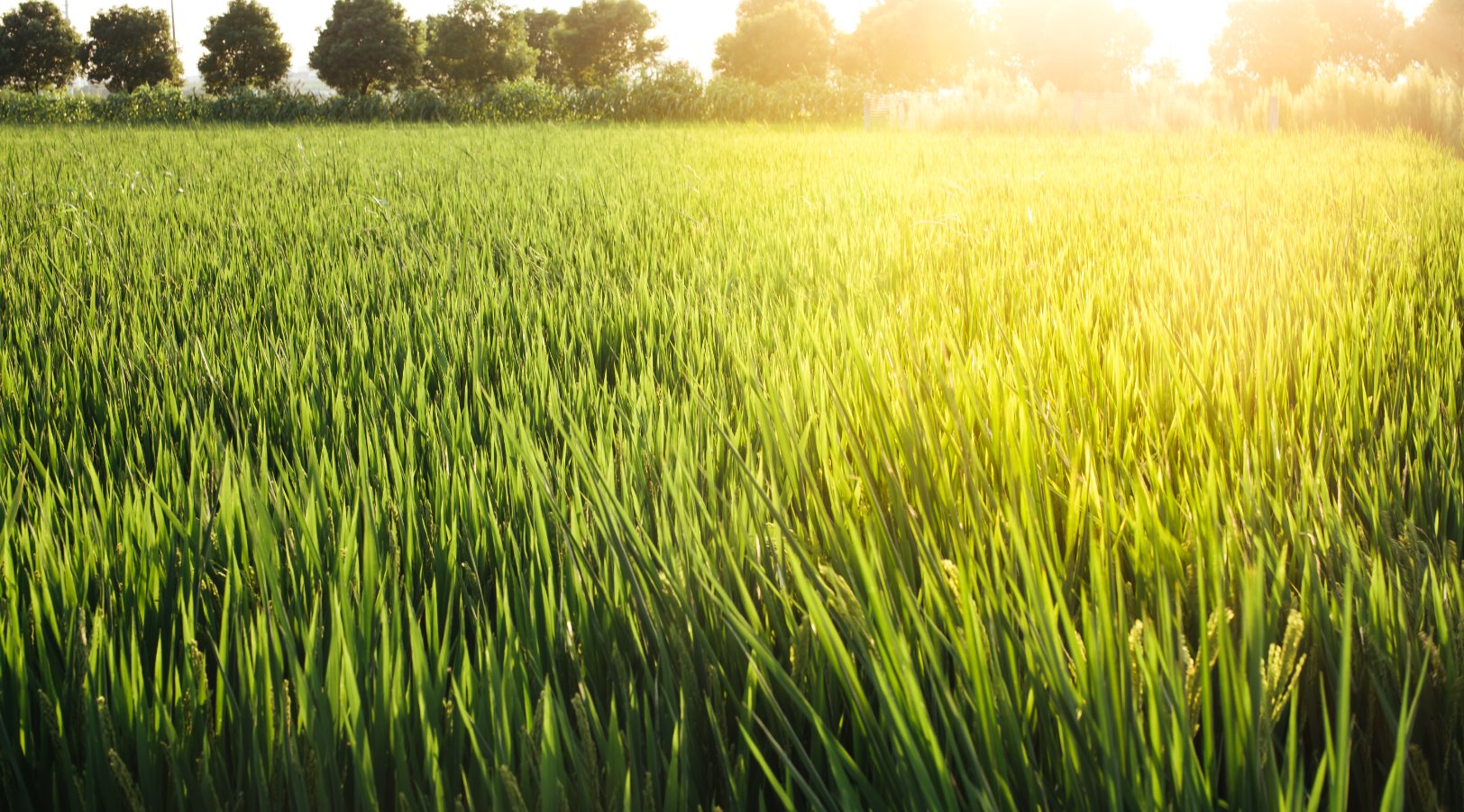 农村土地承包经营权证是由哪个单位发的