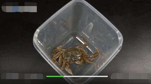 螃蟹怎么养？？？