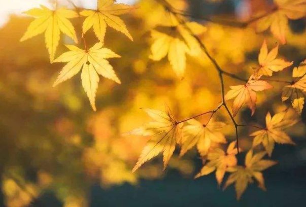 秋天的风是什么样子的