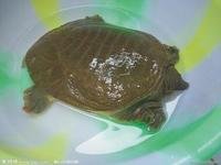甲鱼是乌龟吗