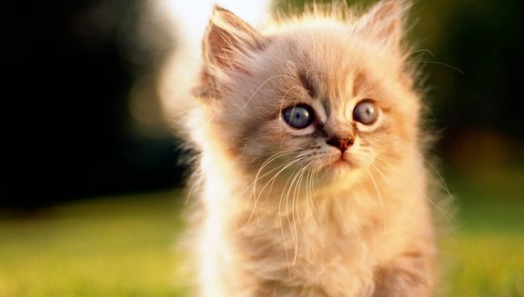 猫忌讳吃什么？