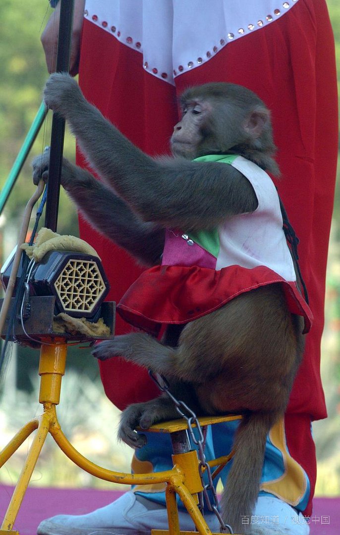 美国何时换新任总统？