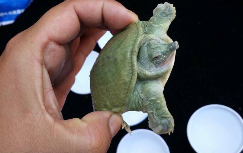 小鳖吃什么食物