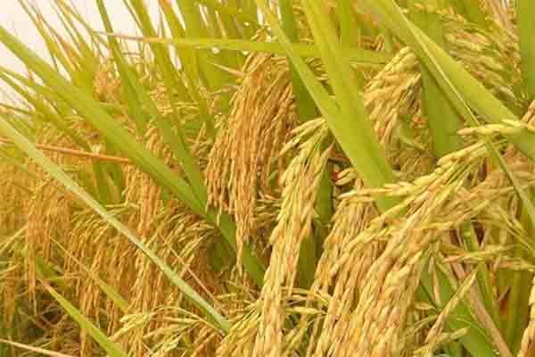 来说说五常大米哪个牌子正宗又好吃？