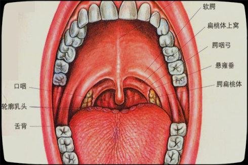 扁桃体有什么作用?