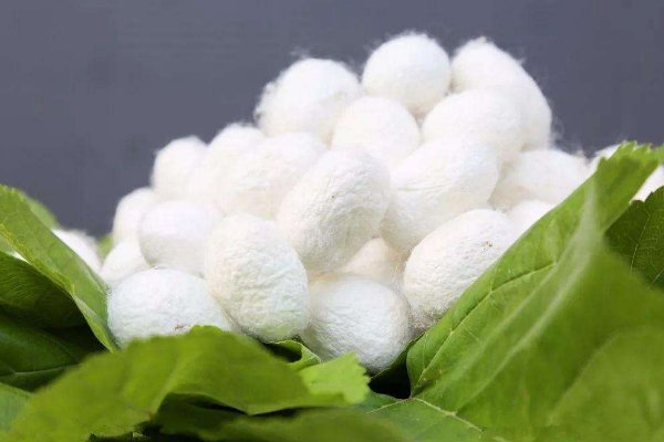 蚕茧壳有什么用处