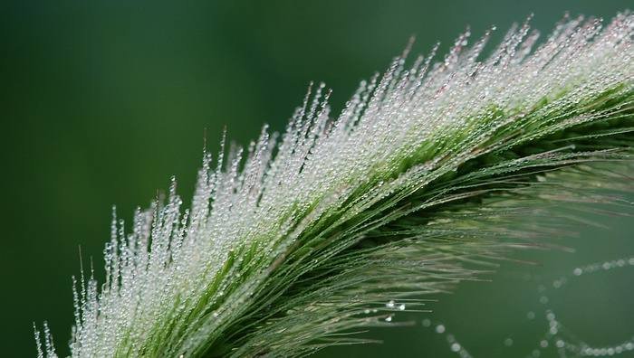 狗尾草有什么功效和作用呢？