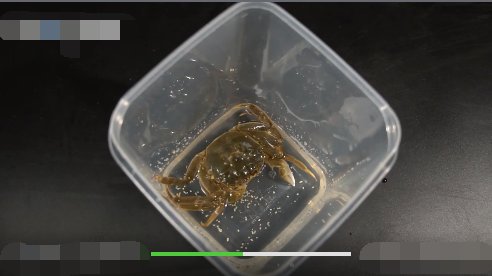 螃蟹怎么养？？？