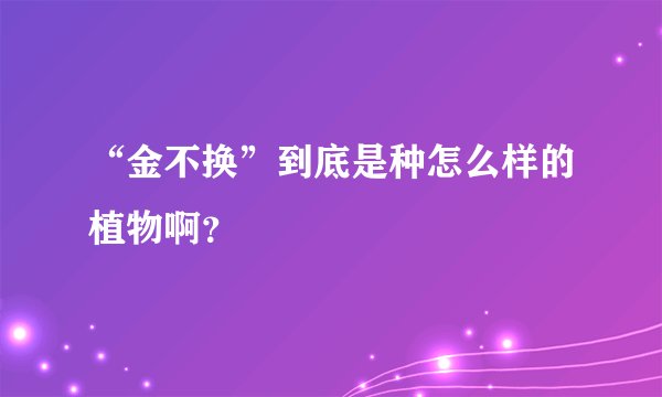 “金不换”到底是种怎么样的植物啊？