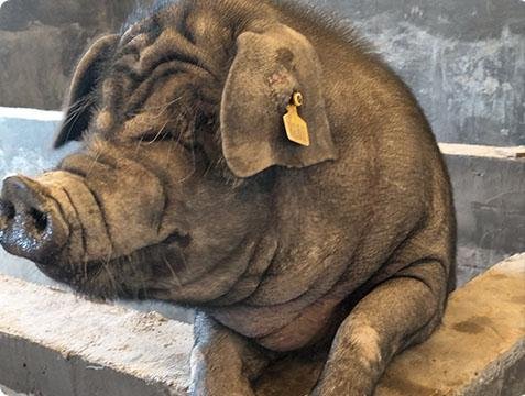 乌金猪与藏香猪区别