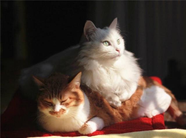 小猫拉肚子了，拉了一个礼拜了，但是精神很好。。。怎么回事？