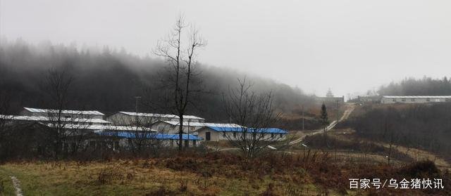 乌金猪与藏香猪区别