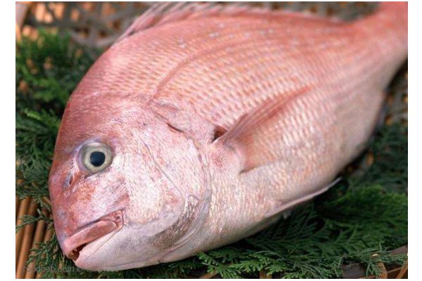 季花鱼有毒吗？