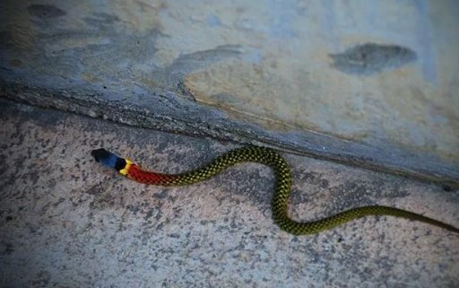 野鸡脖子蛇是否是盗墓笔记虚构的？现实中什么样子和习性？