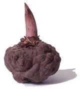 魔芋是什么样子？那里能买到？能给个图样吗？