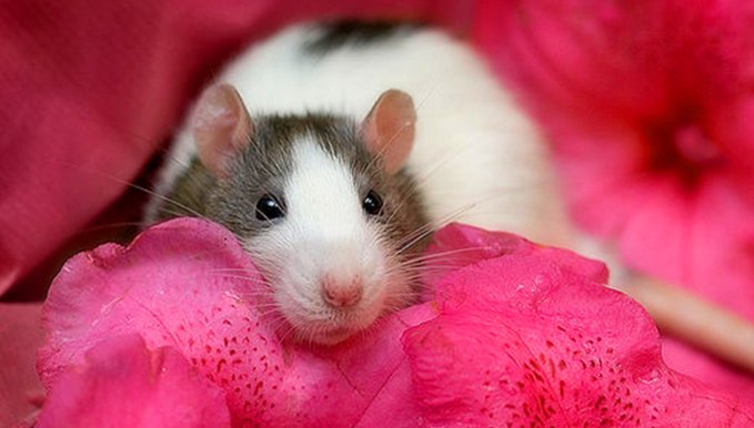 花枝鼠和老鼠的区别是什么？