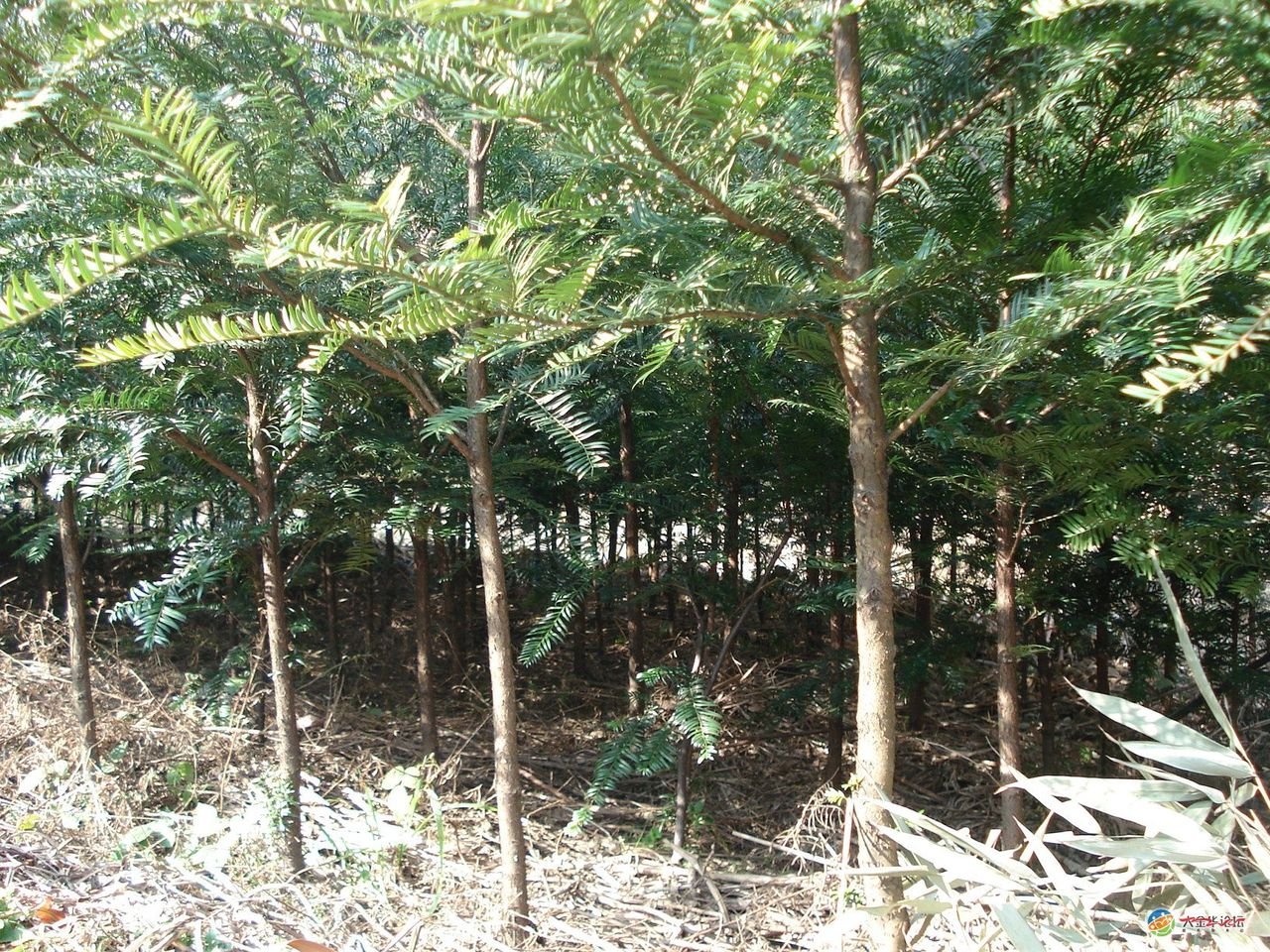 红豆杉的图片和详细资料！