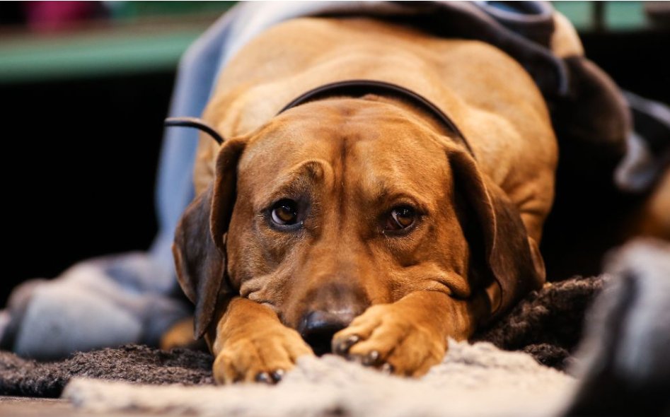 男狗狗高冷霸气名字大全