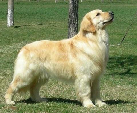 想买宠物狗，哪里有