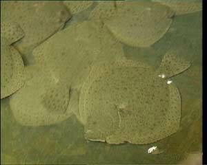 可食用海鱼的种类和简介