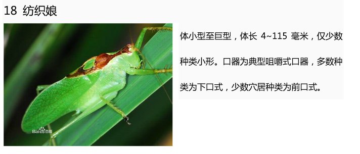 20种常见的昆虫名字和图？