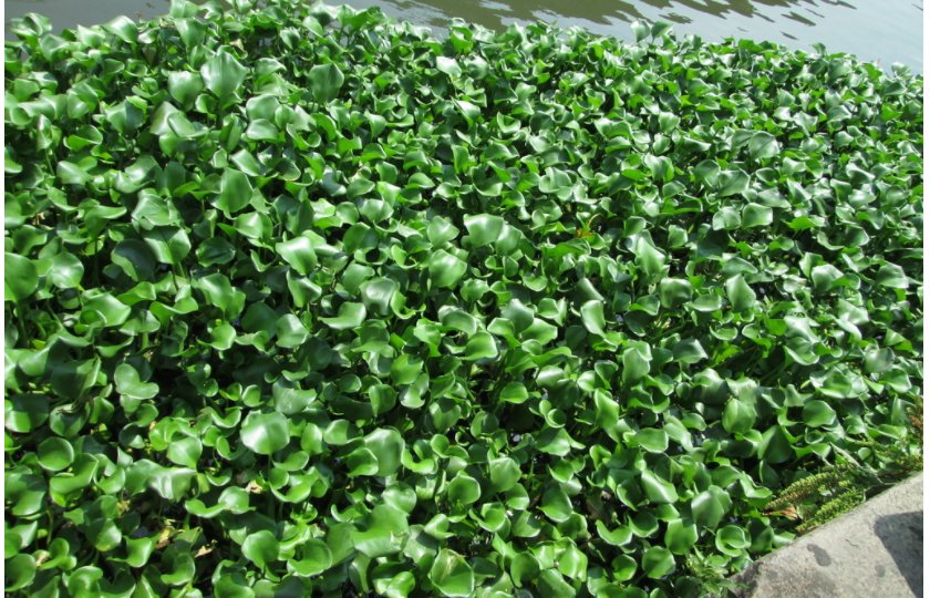 陆生植物和水生植物的区别