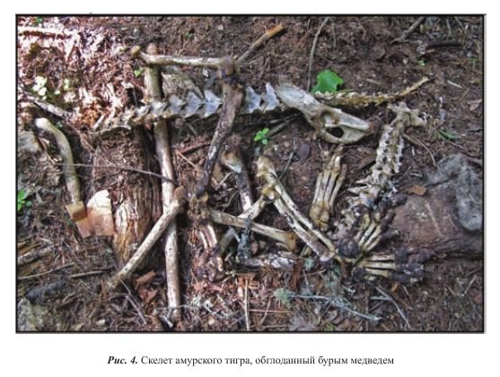 老虎和北极熊谁厉害？