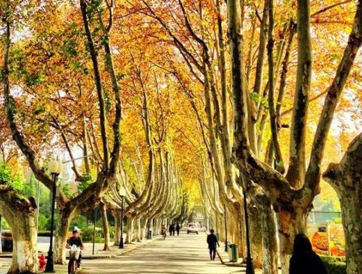 上海音乐学院考级查成绩怎么查分数啊，我已经查到了不合格的名单，就是想知道合格了以后的分数？