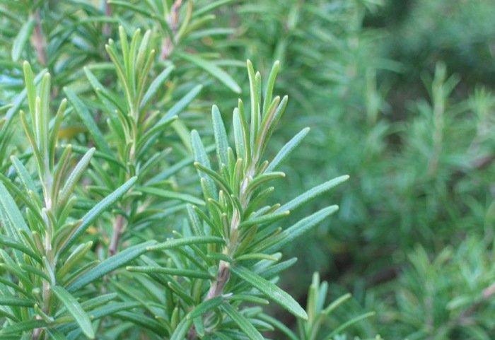 迷迭香种子怎样种植可以提高发芽率啊 （
