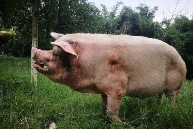 猪坚强已入弥留，猪的寿命一般为多长？