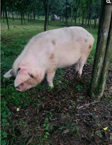 猪坚强已入弥留，猪的寿命一般为多长？