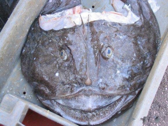 可食用海鱼的种类和简介