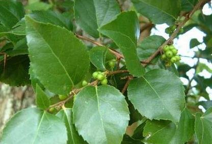 “柞木”与“榨木”的读音一样吗？