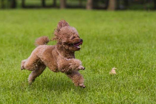 泰迪熊和玩具贵宾狗有什么区别?