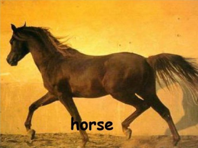 马的英文复数是什么