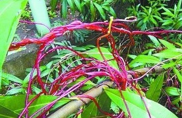 吸血树是为什么吸血