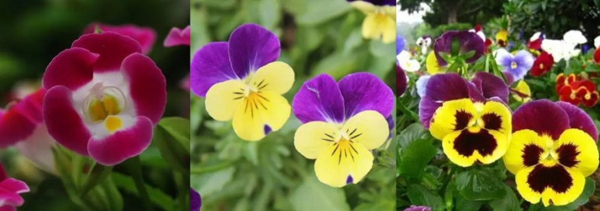 请教三色堇、角堇、夏堇的区别？