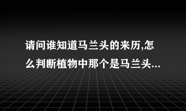 请问谁知道马兰头的来历,怎么判断植物中那个是马兰头?那个不是?那些地方会很多出现的马兰头?