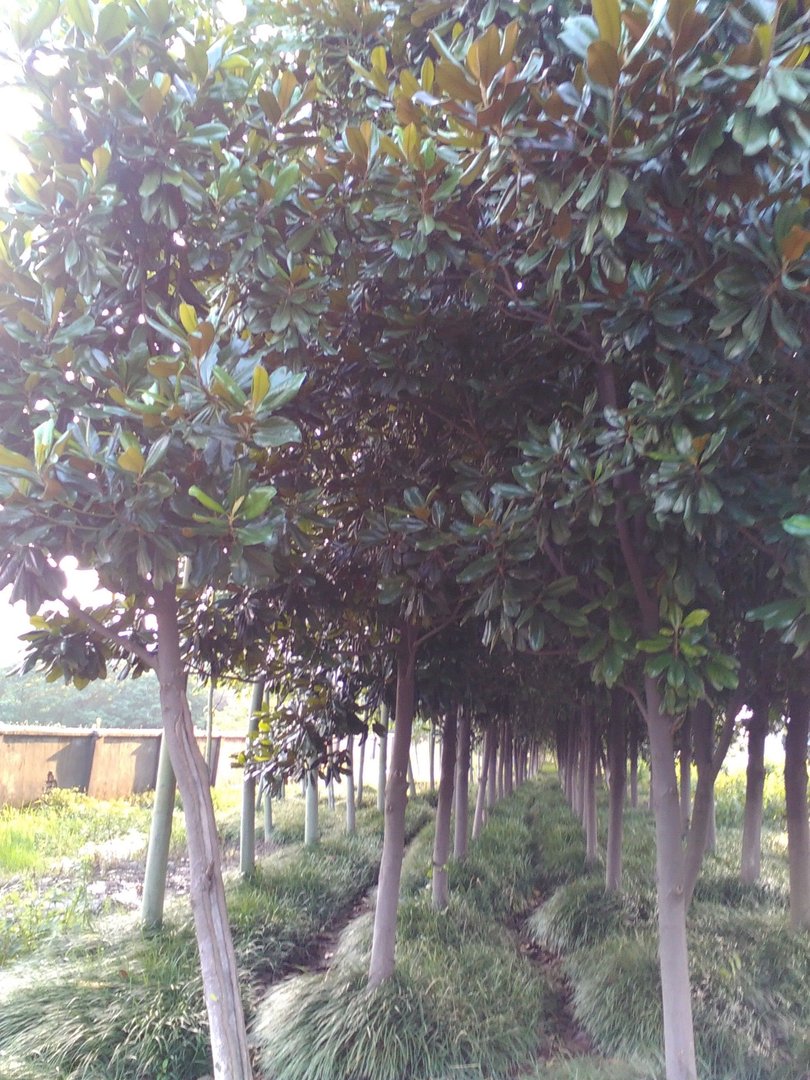 广玉兰树的介绍