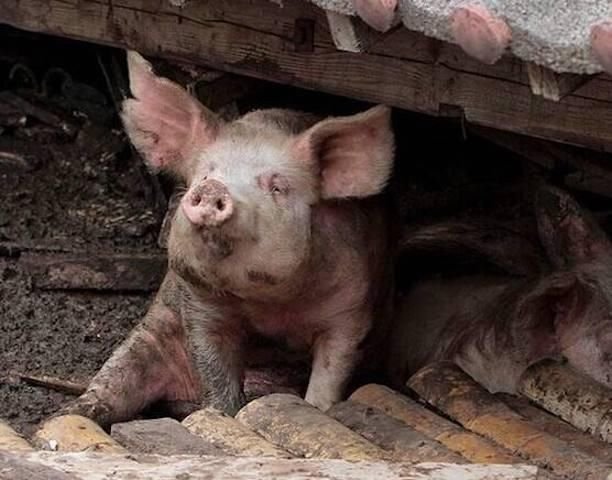 猪坚强已入弥留，猪的寿命一般为多长？