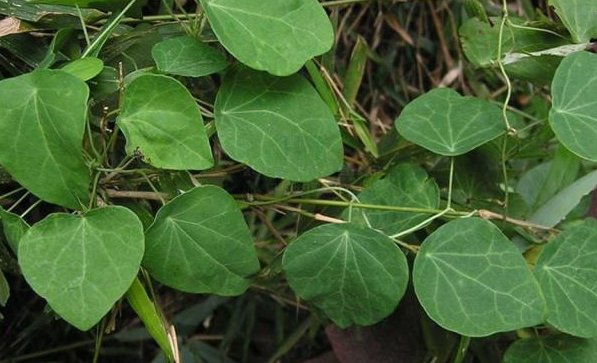 汉防己和广防己的区别...