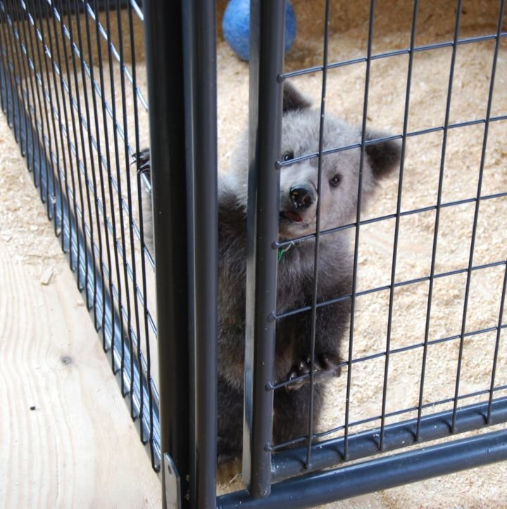 老虎和北极熊谁厉害？