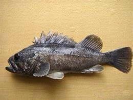 可食用海鱼的种类和简介