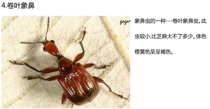20种常见的昆虫名字和图？