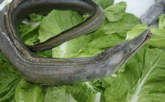 可食用海鱼的种类和简介